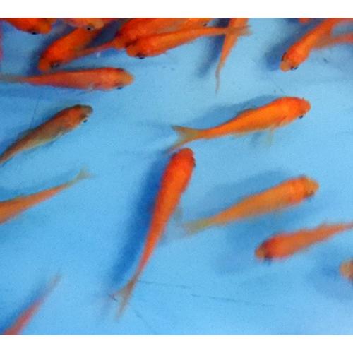 使い勝手の良い 金魚 小赤 100匹 エサ用金魚 大和郡山産 エサ金 餌金 送料無料