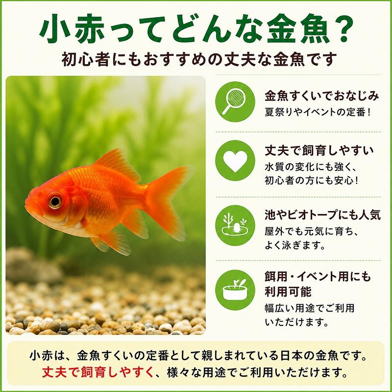 国産金魚 小赤 100匹+補償1割 和金 餌金 えさ金 生餌 活餌 生体 送料