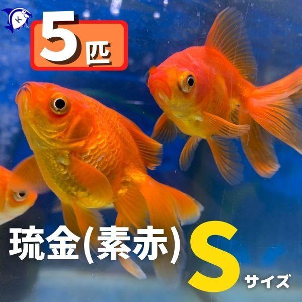 琉金 赤 リュウキン Sサイズ 約6ｃｍ 5匹 金魚 カラー 雌雄の指定不可 G 4 有限会社高知熱帯魚サービス 通販 Yahoo ショッピング