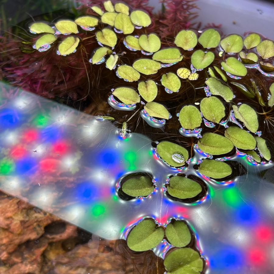 水草 オオサンショウモ 1カップ分袋入り 浮き草 めだか 金魚 水質浄化