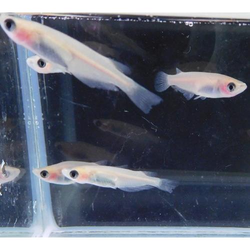 めだか 白パンダメダカ 1匹 雌雄のご指定不可 Medaka 005 有限会社高知熱帯魚サービス 通販 Yahoo ショッピング