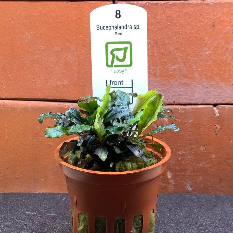水草 ブセファランドラSP. レッド POT入り ポット入り : 有限会社高知