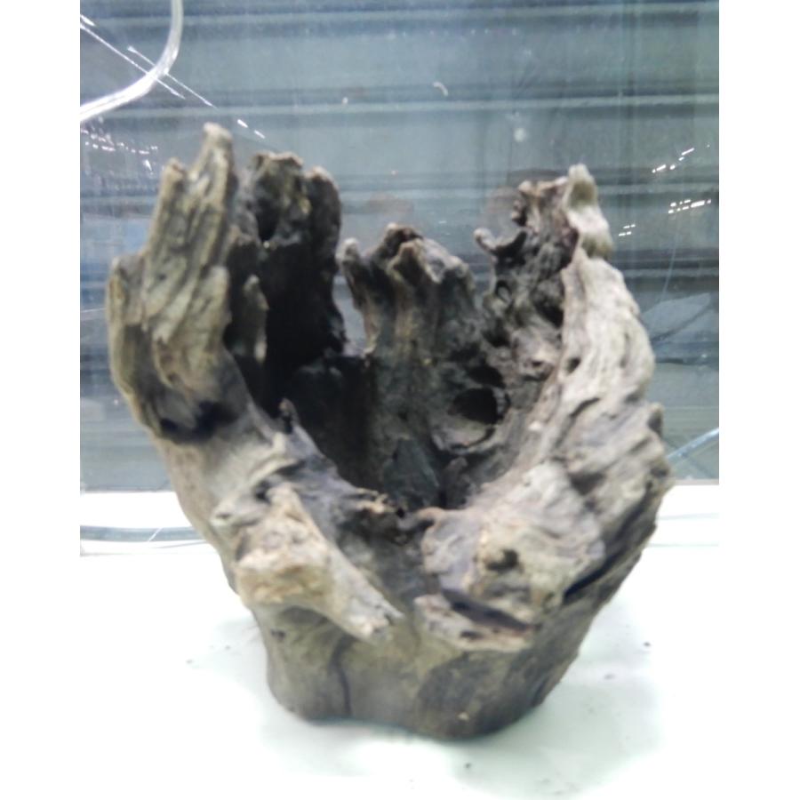 R07 004 スタンプウッドs 流木 1点物 ソネケミファ R07 004 有限会社高知熱帯魚サービス 通販 Yahoo ショッピング