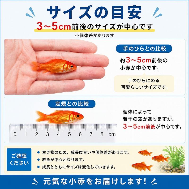 金魚すくいセット 小赤200匹+ポイ(5号)100枚+袋100枚 夏祭り イベント