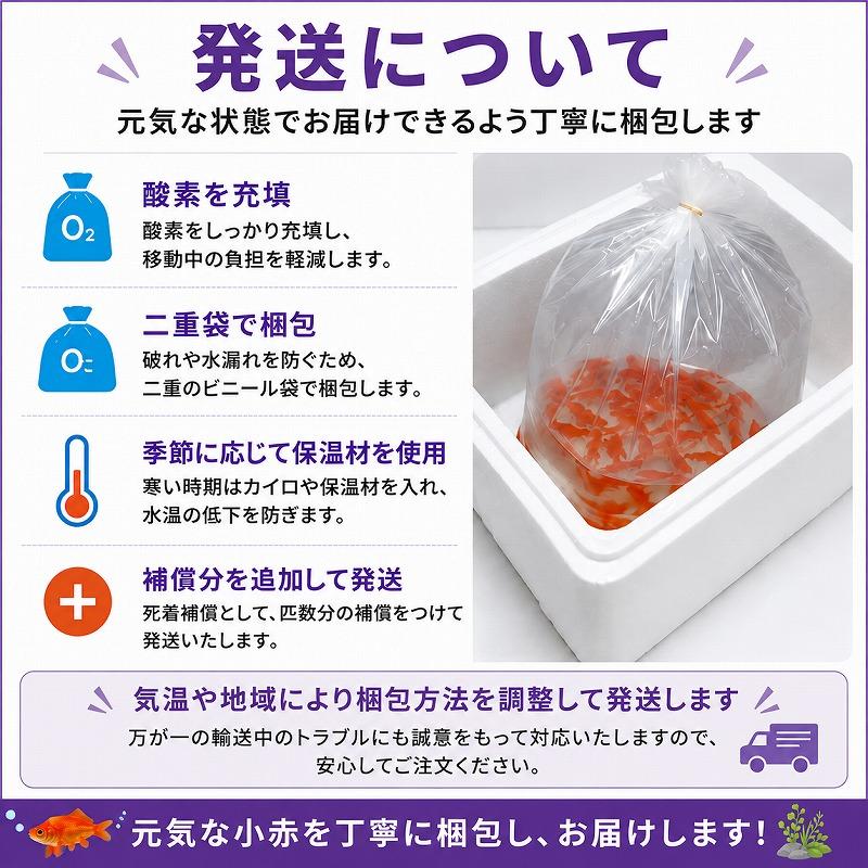 金魚すくいセット 小赤200匹+ポイ(5号)100枚+袋100枚 夏祭り イベント