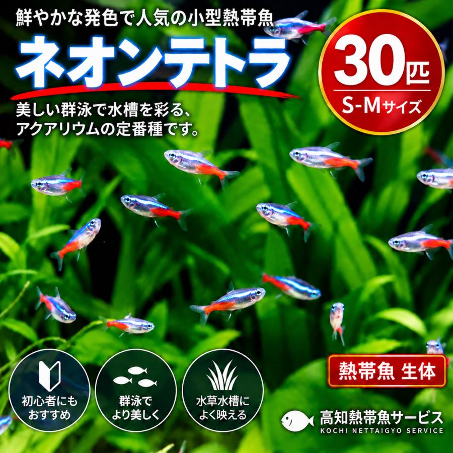 希少未開封 ネオンテトラ マイクロアクア 熱帯魚 フルティガーエアロ 平成レトロ 熱帯魚 ネオンテトラ 30匹 S-Mサ イズ 生体 小型魚 群泳 アクアリウム