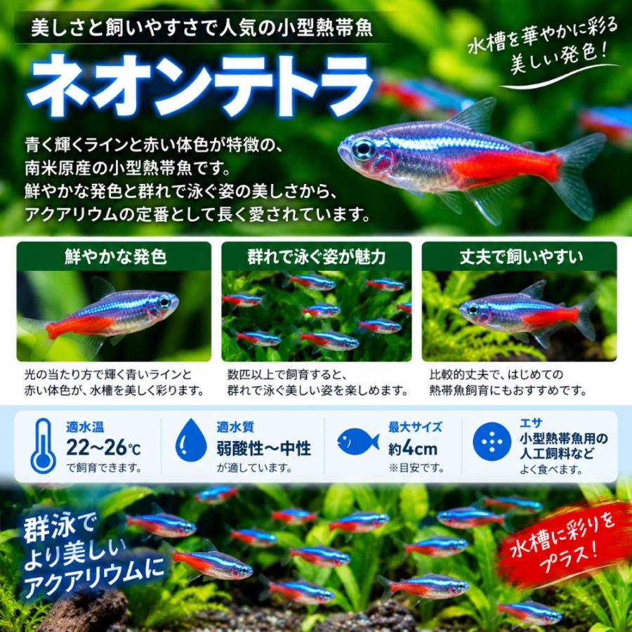 熱帯魚 ネオンテトラ 30匹 S-Mサ イズ 生体 小型魚 群泳 アクアリウム