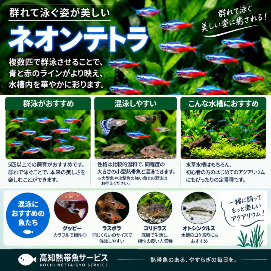 熱帯魚 ネオンテトラ 30匹 S-Mサ イズ 生体 小型魚 群泳 アクアリウム