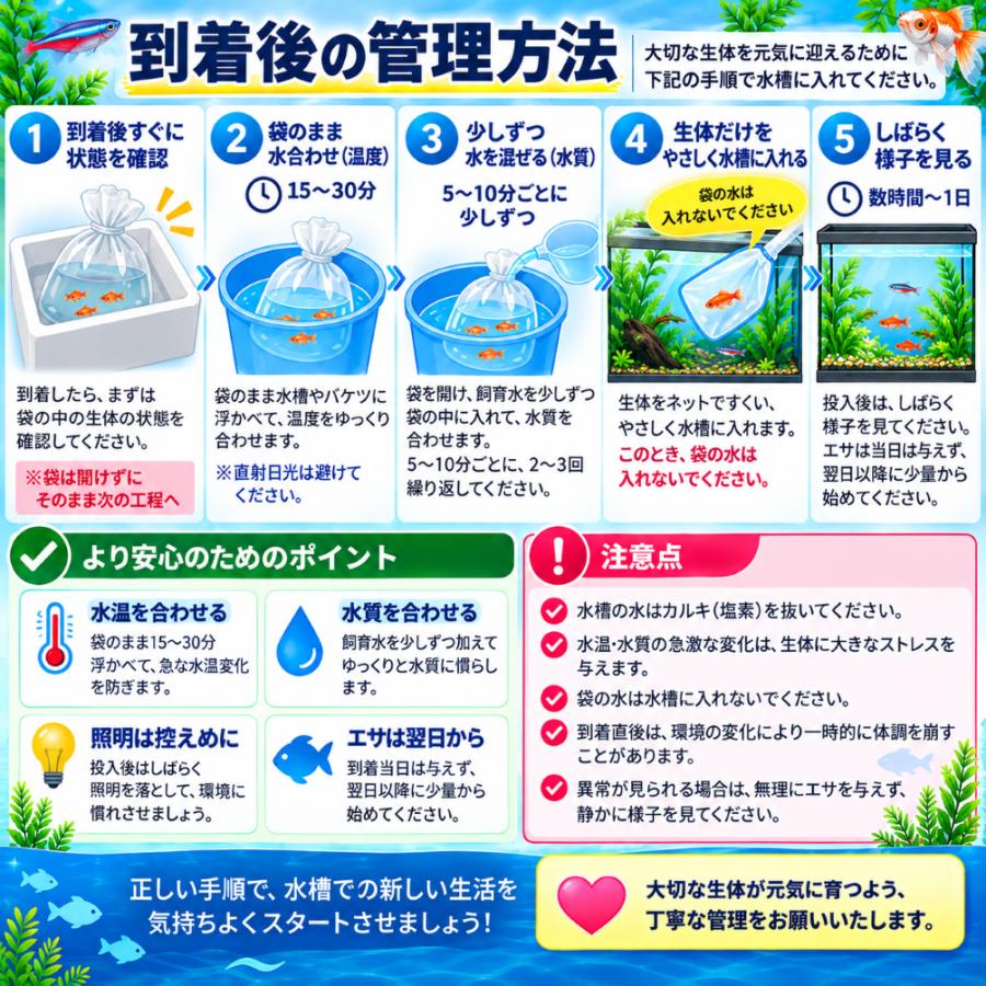 熱帯魚 ネオンテトラ 30匹 S-Mサ イズ 生体 小型魚 群泳 アクアリウム