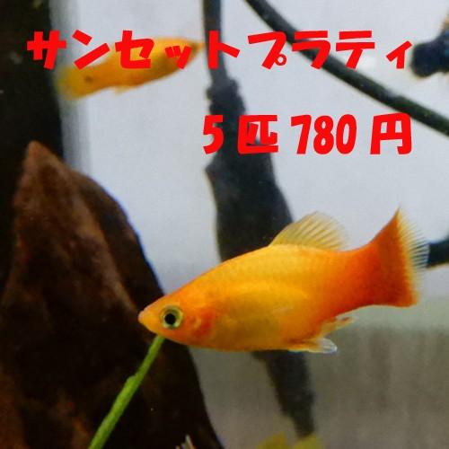 イエローサンセットプラティ 5匹セット T002 有限会社高知熱帯魚サービス 通販 Yahoo ショッピング