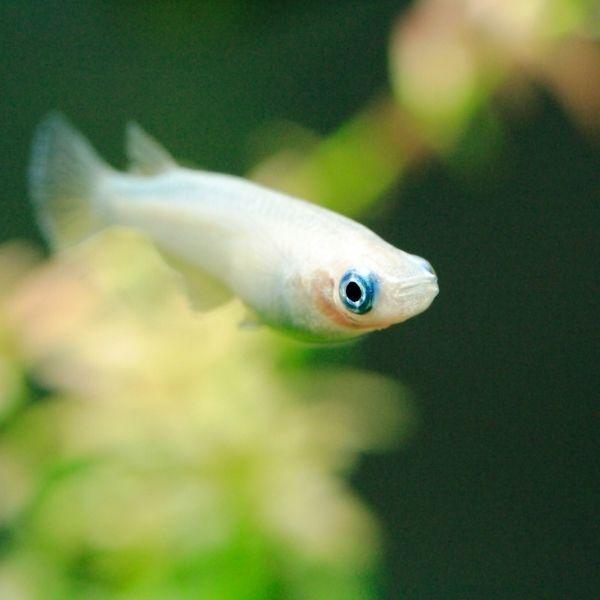 白メダカ 10匹セット 雄雌のご指定不可 T013 有限会社高知熱帯魚サービス 通販 Yahoo ショッピング