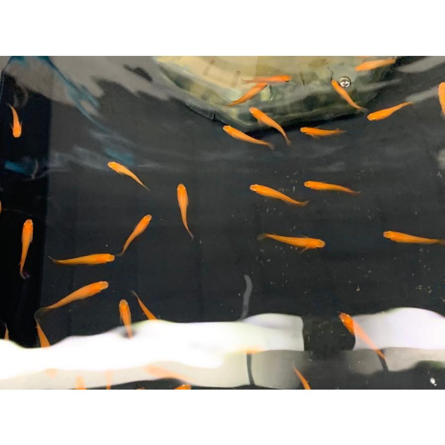 めだか 楊貴妃 10匹セット 雄雌のご指定不可 T022 有限会社高知熱帯魚サービス 通販 Yahoo ショッピング