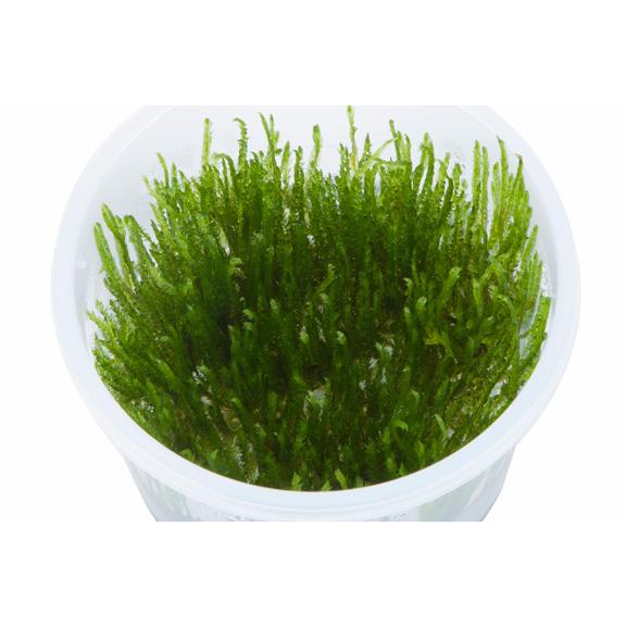 水草 スパイキーモス 1カップ 1 2 Grow トロピカ社 組織培養 無農薬 取り寄せ商品 Toropica19 有限会社高知熱帯魚サービス 通販 Yahoo ショッピング
