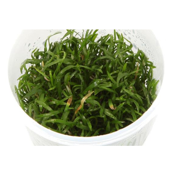 水草 ブラジリアンコブラグラス 1カップ 1 2 Grow トロピカ社 組織培養 無農薬 取り寄せ商品 Toropica6 有限会社高知熱帯魚サービス 通販 Yahoo ショッピング