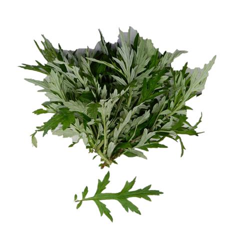 ヨモギ 10本 よもぎ ネコポス便対応 : 有限会社高知熱帯魚サービス