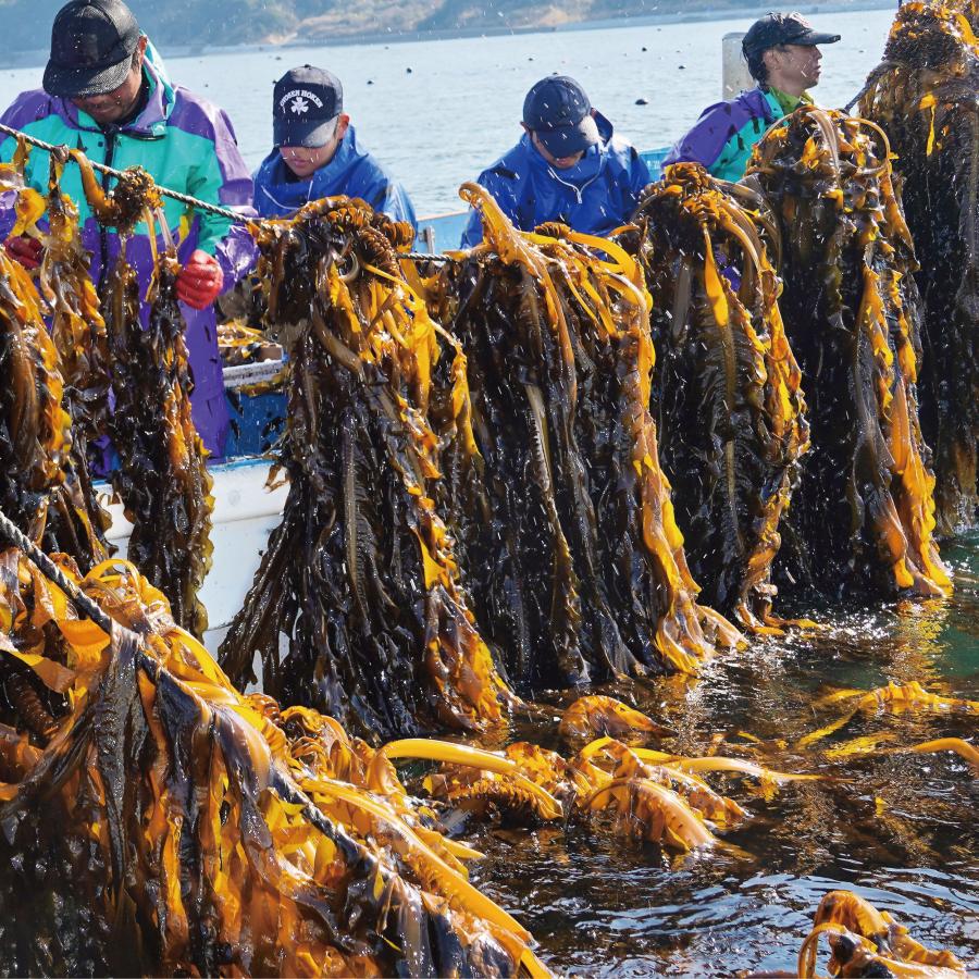 寿物産 鳴門産 原藻生わかめ 320g 寿物産株式会社 鳴門産 原藻 生