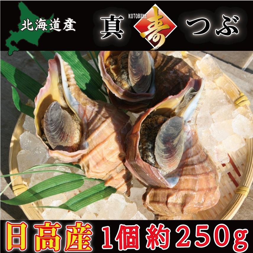 北海道日高産 特大 活真つぶ（約250g）１個 大粒 ツブ お刺身 冷蔵 内祝い ギフト 贈り物｜kotobukisuisan