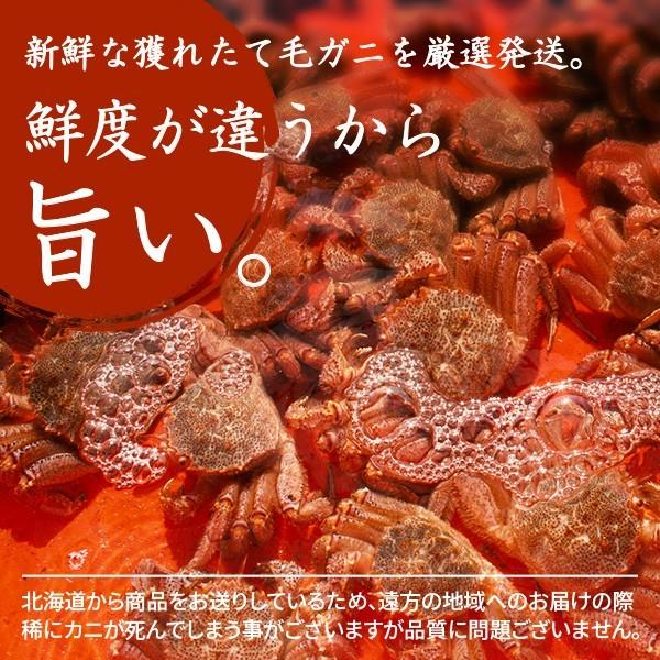 活き毛ガニ 北海道産 カニ 訳あり 500g前後 2尾 毛蟹 毛がに 姿 活茹で