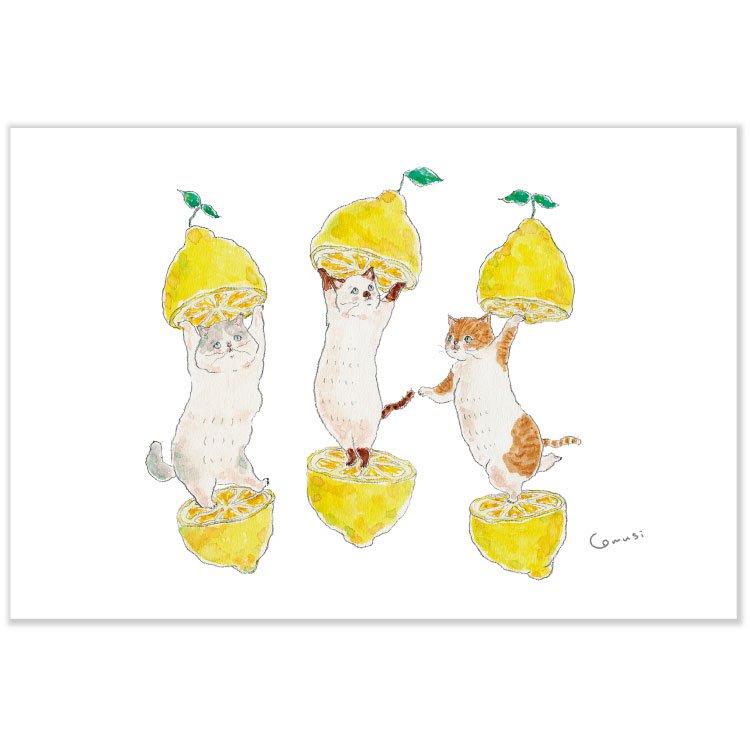 ポストカード 夏・ 夏柄トコロコムギポストカード レモンにゃんこ PG