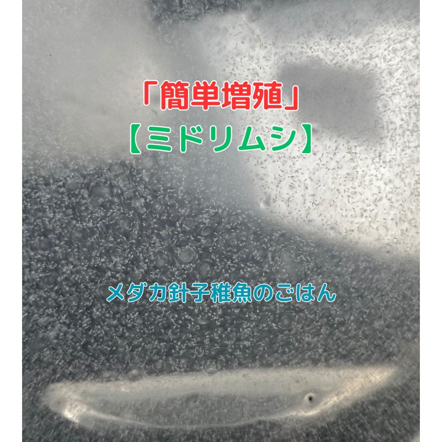 植物性微生物 ミドリムシ ユーグレナ めだかグッピーベタ金魚熱帯魚両生類など生クロレラグリーンウォーター の商品画像