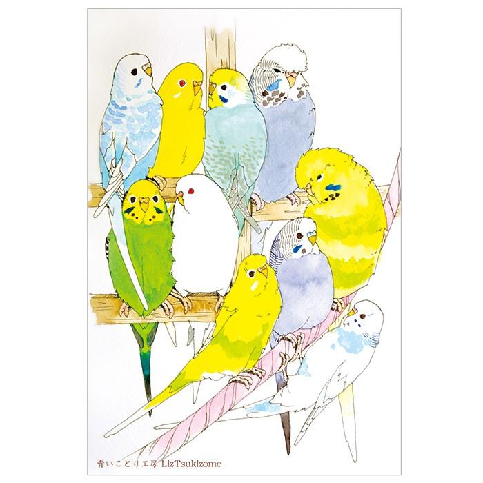 ことりカフェ心斎橋 青いことり工房 オリジナルポストカード セキセイインコ ことりカフェオンラインショップ 通販 Yahoo ショッピング
