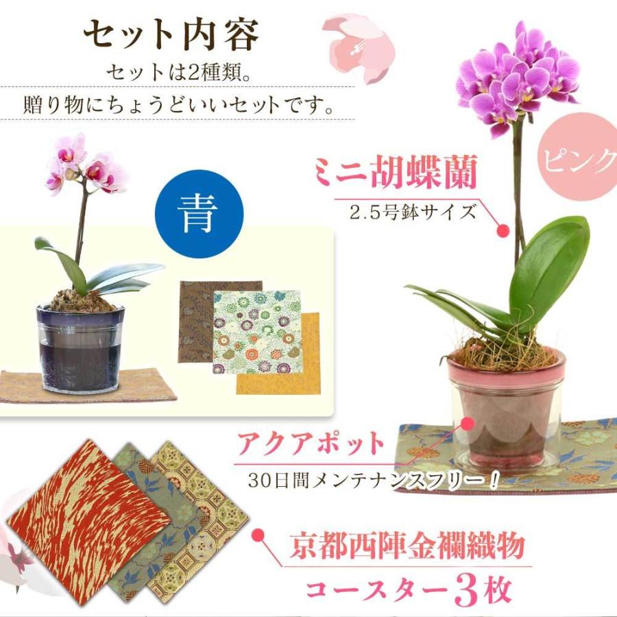 母の日 早割 プレゼント ギフト 2 5号鉢植え アクアポット 1本立て 金襴織物の敷物3枚セット 生花 花鉢 ミニ胡蝶蘭 長持ちする花 花のギフト Keirou 人形広場 雛人形 五月人形専門店 通販 Yahoo ショッピング