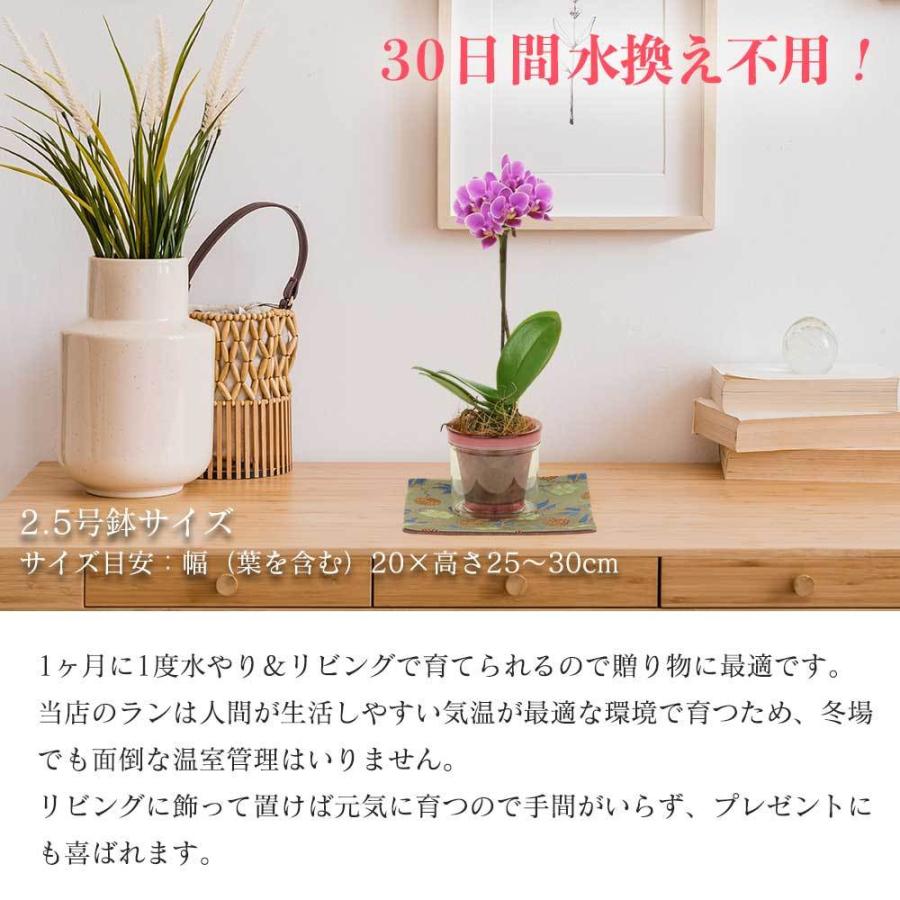 母の日 早割 プレゼント ギフト 2 5号鉢植え アクアポット 1本立て 金襴織物の敷物3枚セット 生花 花鉢 ミニ胡蝶蘭 長持ちする花 花のギフト Keirou 人形広場 雛人形 五月人形専門店 通販 Yahoo ショッピング