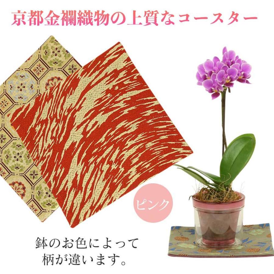 母の日 早割 プレゼント ギフト 2 5号鉢植え アクアポット 1本立て 金襴織物の敷物3枚セット 生花 花鉢 ミニ胡蝶蘭 長持ちする花 花のギフト Keirou 人形広場 雛人形 五月人形専門店 通販 Yahoo ショッピング