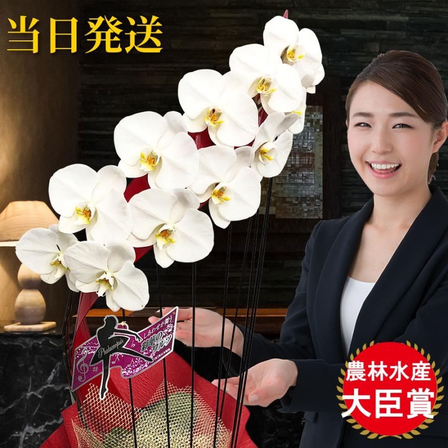 半額品 大輪 胡蝶蘭 たて琴 1本立ち オリジナル らせん型 会社設立 オープン 内祝い スタンド 大輪 お悔や花 お供え 葬儀 葬式 仏事 法事 １回忌 献花 おしゃれ 日本全国送料無料 Www Thedailyspud Com