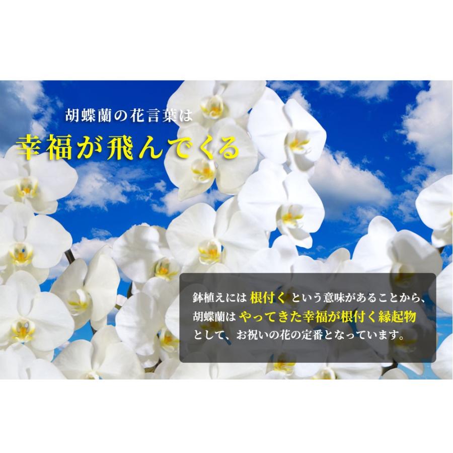 お中元 大輪　胡蝶蘭 5本立ちオレアル 会社設立 オープン 内祝い スタンド 大輪 お悔や花 お供え 葬儀 葬式 仏事 法事 １回忌 献花 おしゃれ｜koubou-tensho｜04