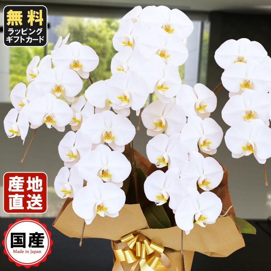 楽天1位 胡蝶蘭 大輪5本立ち35輪以上 白 会社設立 オープン 内祝い スタンド 大輪 ３本立ち ５本立ち お悔や花 お供え 葬儀 葬式 仏事 法事 １回忌 献花 おしゃれ 驚きの安さ Www Thedailyspud Com