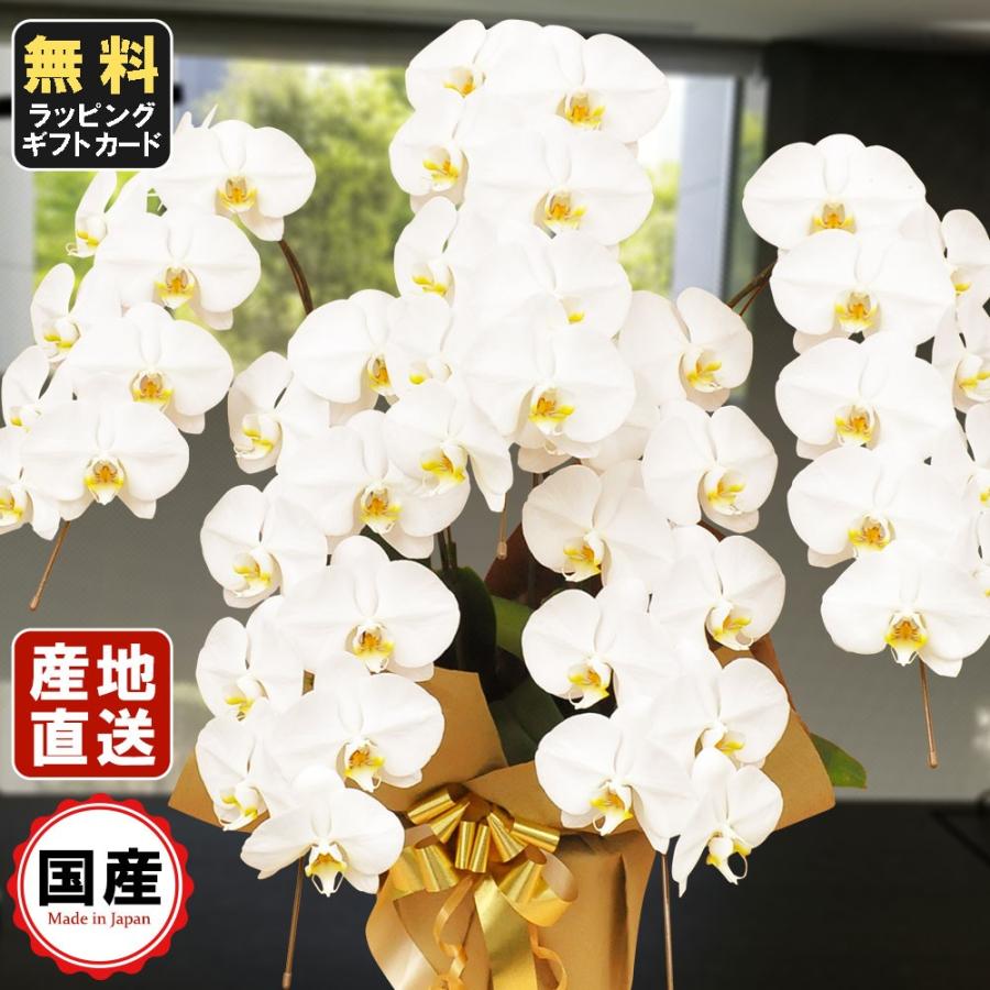 お中元 胡蝶蘭 大輪5本立ち45輪以上 白 会社設立 オープン 内祝い スタンド 大輪 ３本立ち ５本立ち お悔や花 お供え 葬儀 葬式 仏事 法事 １回忌 献花 おしゃれ Lf 0509 人形広場 雛人形 五月人形専門店 通販 Yahoo ショッピング