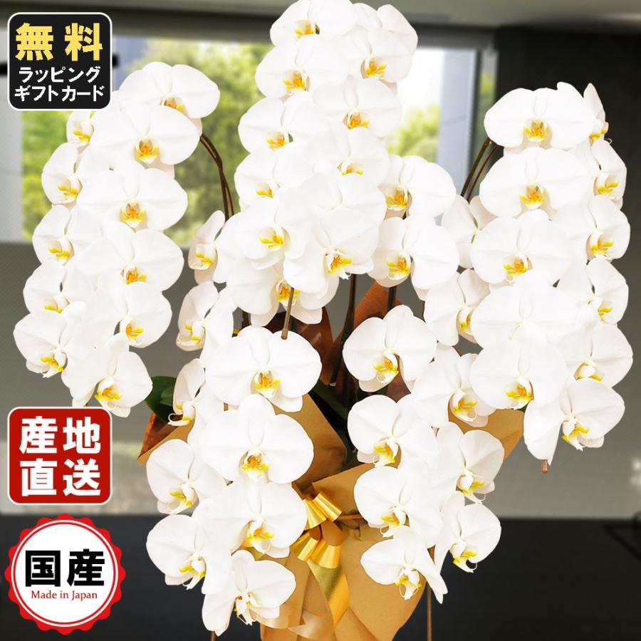 お中元 胡蝶蘭 大輪5本立ち55輪以上 白 会社設立 オープン 内祝い スタンド 大輪 ３本立ち ５本立ち お悔や花 お供え 葬儀 葬式 仏事 法事 １回忌 献花 おしゃれ