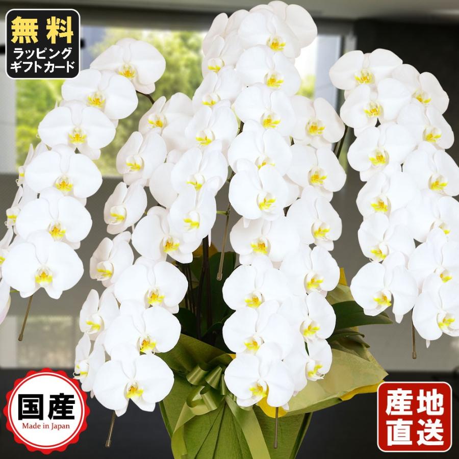 お中元 胡蝶蘭 大輪5本立ち60輪以上 白 会社設立 オープン 内祝い スタンド 大輪 ３本立ち ５本立ち お悔や花 お供え 葬儀 葬式 仏事 法事 １回忌 献花 おしゃれ