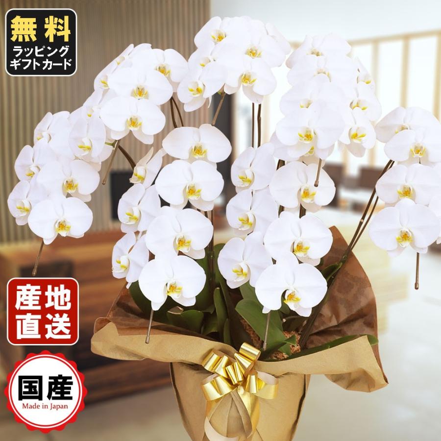 お中元 胡蝶蘭 大輪7本立ち49輪以上 白 会社設立 オープン 内祝い スタンド 大輪 ３本立ち ５本立ち お悔や花 お供え 葬儀 葬式 仏事 法事 １回忌 献花 おしゃれ