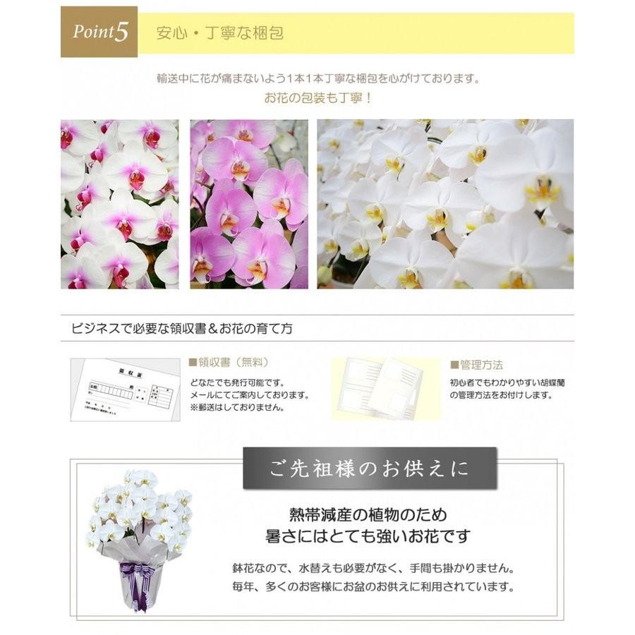 お中元 胡蝶蘭 大輪7本立ち49輪以上 白 会社設立 オープン 内祝い スタンド 大輪 ３本立ち ５本立ち お悔や花 お供え 葬儀 葬式 仏事 法事 １回忌 献花 おしゃれ_10