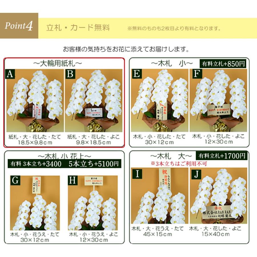 お中元 胡蝶蘭 大輪7本立ち49輪以上 白 会社設立 オープン 内祝い スタンド 大輪 ３本立ち ５本立ち お悔や花 お供え 葬儀 葬式 仏事 法事 １回忌 献花 おしゃれ_7