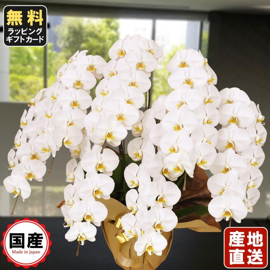 お中元 胡蝶蘭 大輪7本立ち77輪以上 白 会社設立 オープン 内祝い スタンド 大輪 ３本立ち ５本立ち お悔や花 お供え 葬儀 葬式 仏事 法事 １回忌 献花 おしゃれ