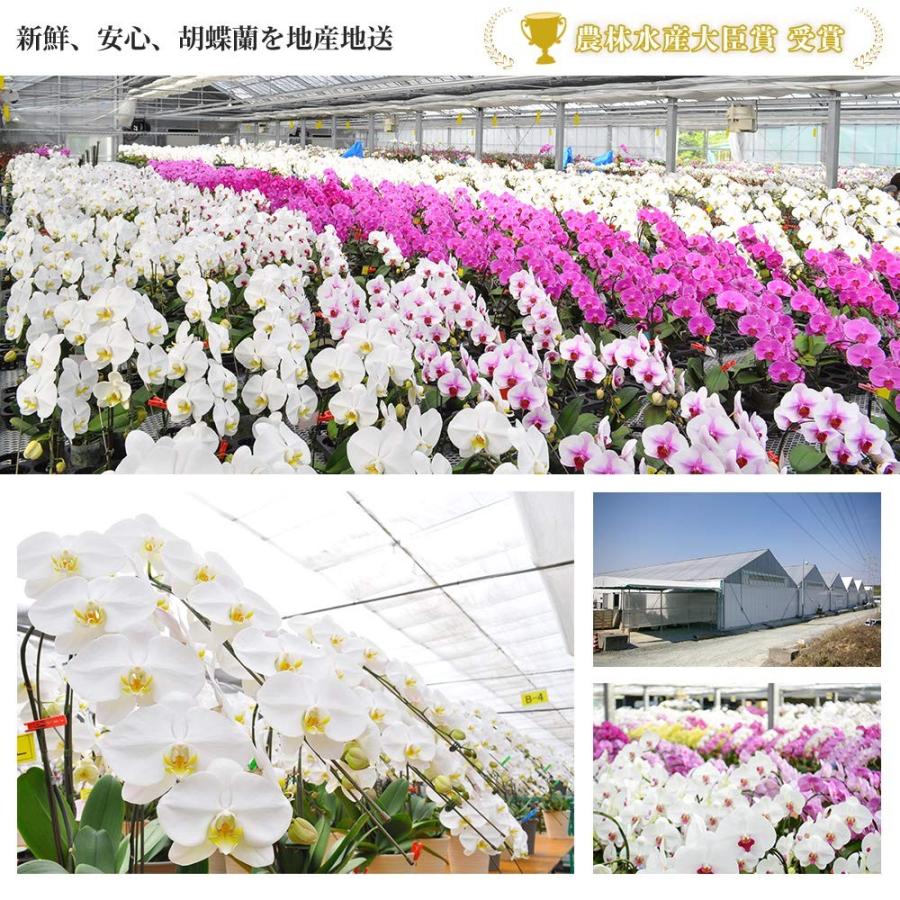 【美品】 お中元 胡蝶蘭 大輪7本立ち77輪以上 白 会社設立 オープン 内祝い スタンド 大輪 ３本立ち ５本立ち お悔や花 お供え 葬儀 葬式 仏事 法事 １回忌 献花 おしゃれ 【FKP1125747009】(40055円)