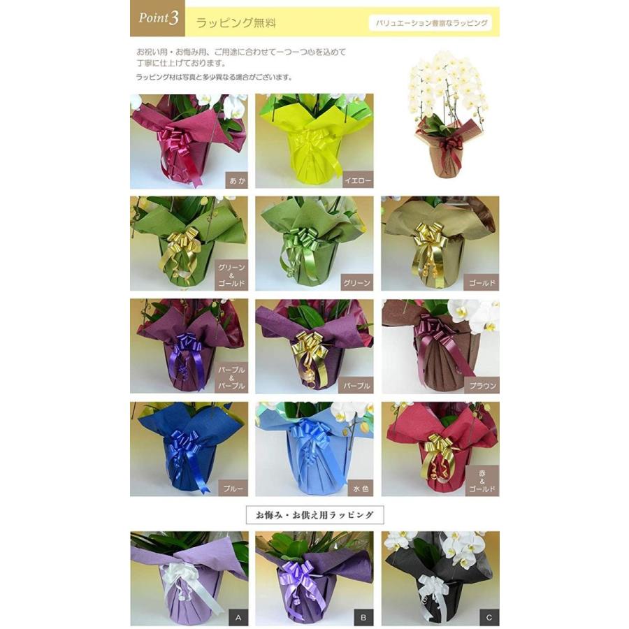 【美品】 お中元 胡蝶蘭 大輪7本立ち77輪以上 白 会社設立 オープン 内祝い スタンド 大輪 ３本立ち ５本立ち お悔や花 お供え 葬儀 葬式 仏事 法事 １回忌 献花 おしゃれ 【FKP1125747009】(40055円)