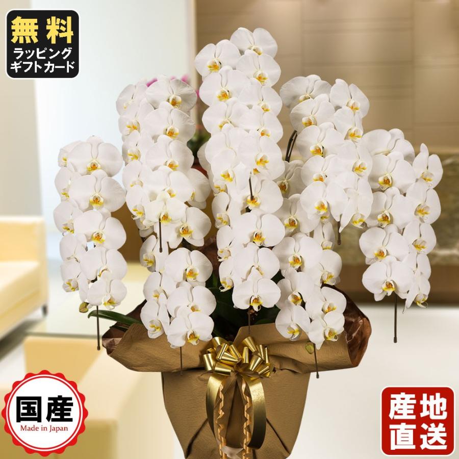 誕生日プレゼント 仏事 葬式 葬儀 お供え お悔や花 ５本立ち ３本立ち 大輪 スタンド 内祝い オープン 会社設立 白 大輪8本立ち56輪以上 胡蝶蘭 お中元 送料無料 メッセージ無料 お祝い 鉢植え 鉢花 法事 おしゃれ 献花 １回忌 生花 Lncci La