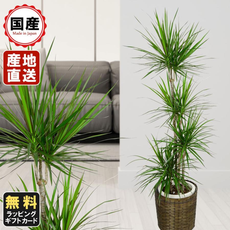 観葉植物 コンシネ 8号鉢植え 苗木 鉢植え 販売 誕生日 開店 引越し 祝い 引越し祝い 新築祝い インテリア Supersport Tn