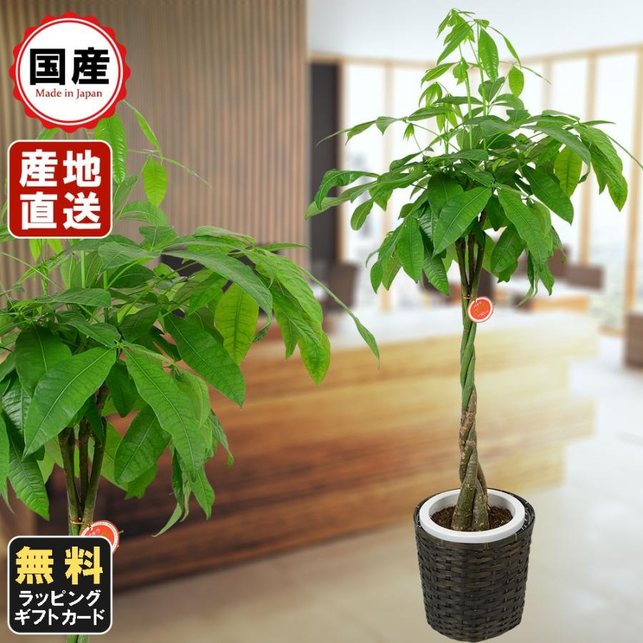 観葉植物 パキラ 8号鉢植え 苗木 鉢植え 販売 誕生日 開店 引越し 祝い 引越し祝い 新築祝い インテリア Lf 8jp0108 人形広場 雛人形 五月人形専門店 通販 Yahoo ショッピング