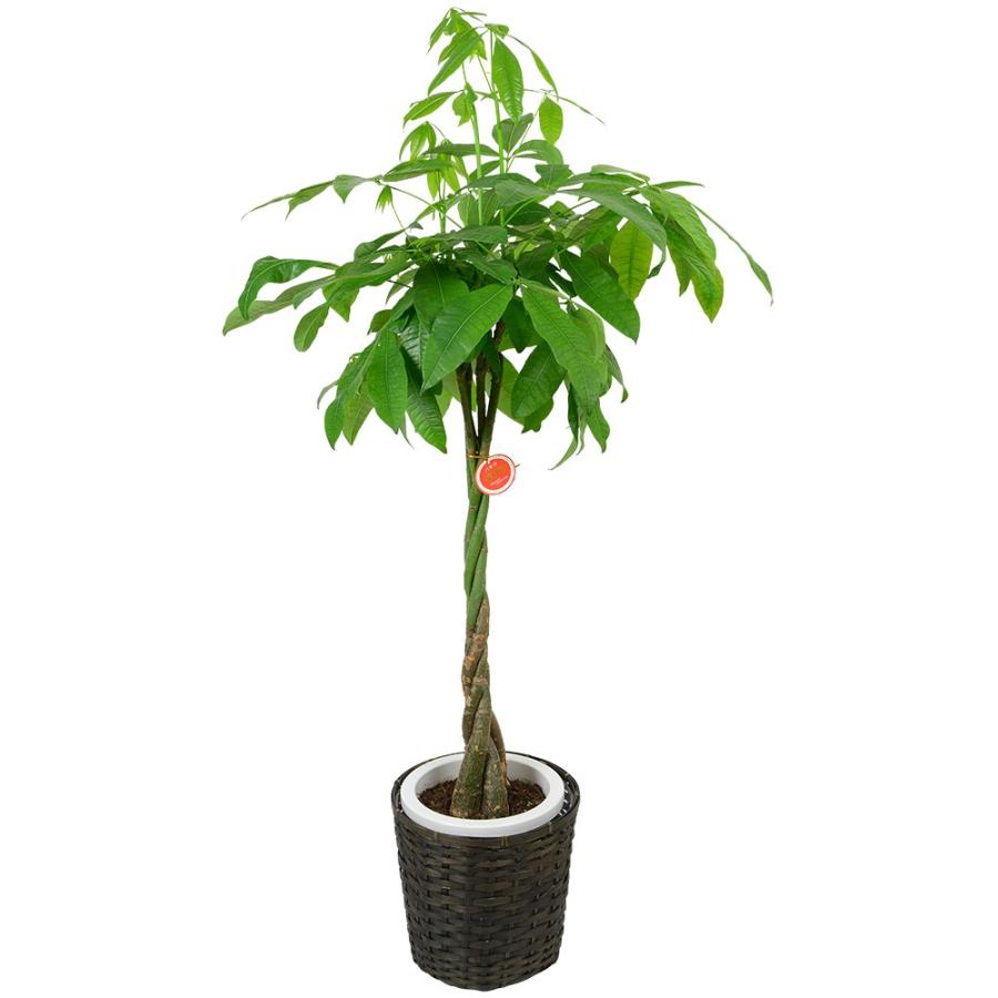 観葉植物 パキラ 8号鉢植え 苗木 鉢植え 販売 誕生日 開店 引越し 祝い 引越し祝い 新築祝い インテリア Lf 8jp0108 人形広場 雛人形 五月人形専門店 通販 Yahoo ショッピング