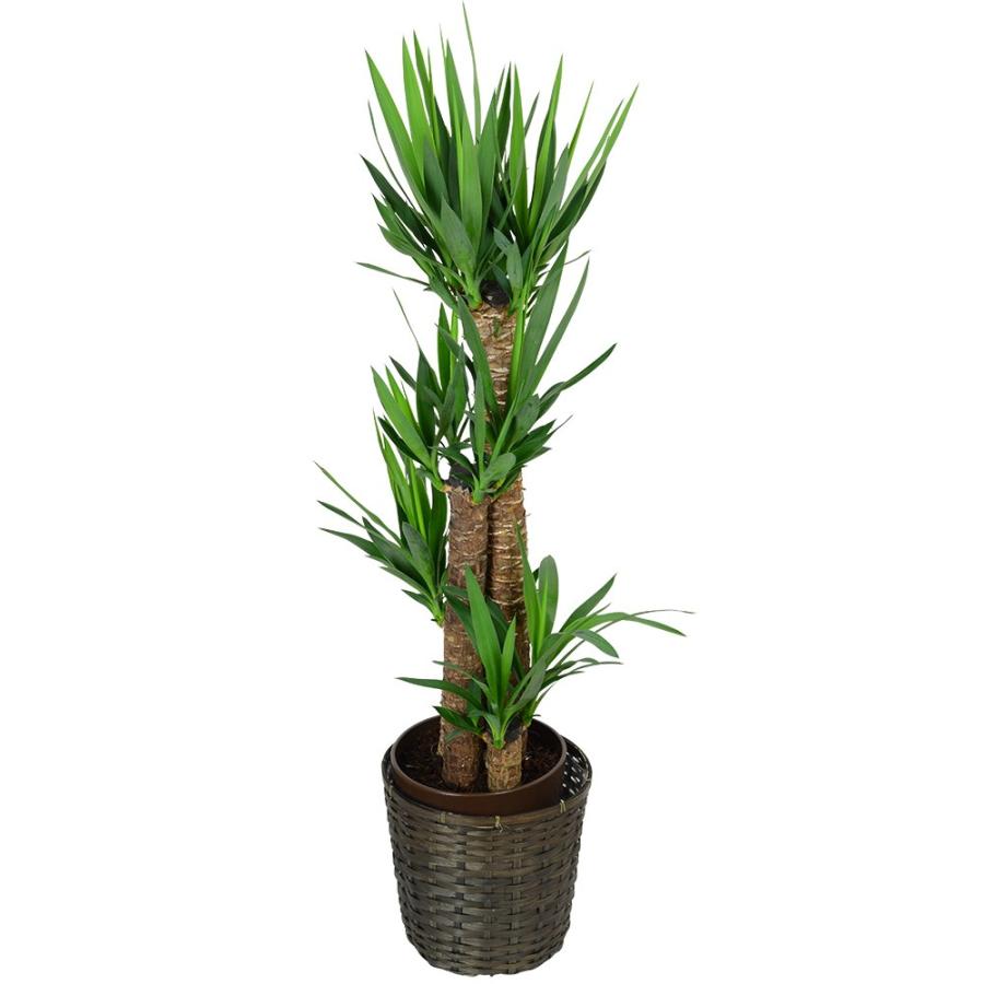 お中元 観葉植物 ユッカ 8号鉢植え 苗木 鉢植え 販売 誕生日 開店