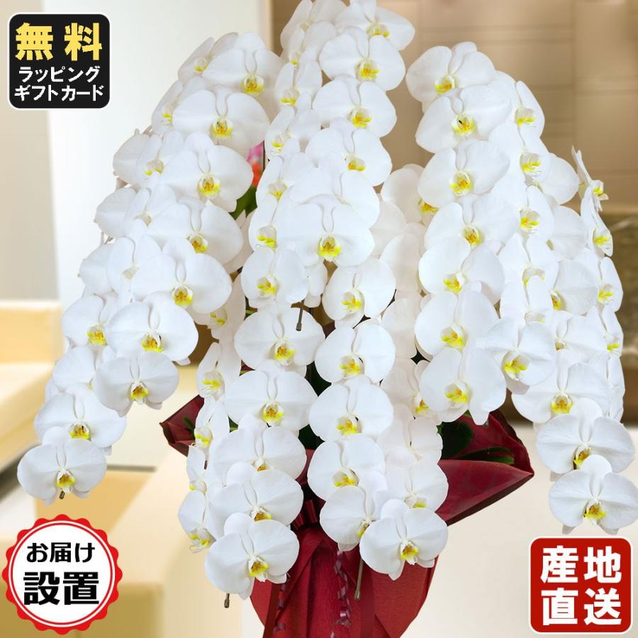 新到着 鉢花 鉢植え １回忌 法事 仏事 葬式 葬儀 お供え ５本立ち ３本立ち 大輪 スタンド 内祝い オープン 会社設立 白 お届け設置付き 大輪7本立ち91輪以上 胡蝶蘭 お中元 送料無料 メッセージ無料 お祝い 生花 Lncci La