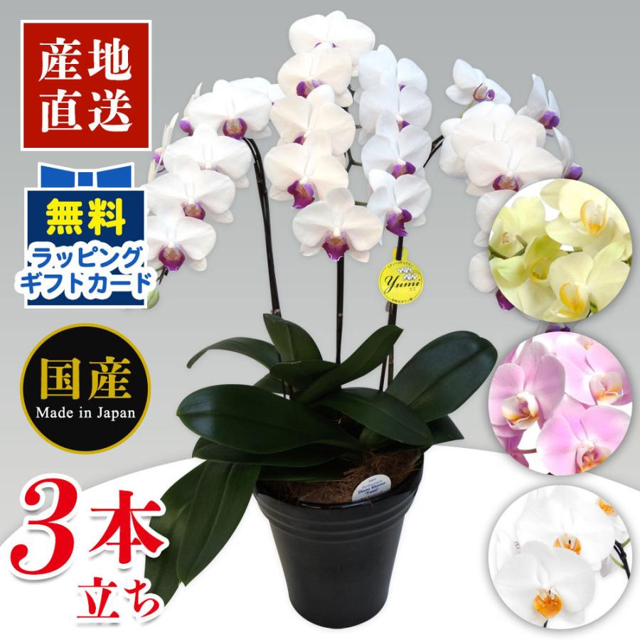 楽天ランキング1位 ミニ胡蝶蘭 ギフト ミディ胡蝶蘭 6 5号鉢 特3本立ち 天祥 ミニ 胡蝶蘭 マイクロ 胡蝶蘭 ピンク プレゼント 開店祝い 母の日 お祝い 父の日 Siina 124 人形広場 雛人形 五月人形専門店 通販 Yahoo ショッピング 値引きする Www Maxipiso Com Ar