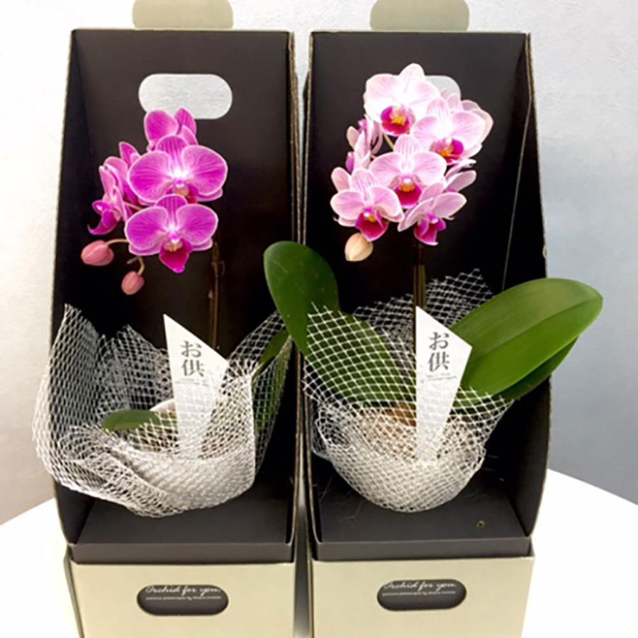 ミニ胡蝶蘭 ギフト マイクロ胡蝶蘭 お供え仕様 2WAYBOX入り 2.5号鉢 1