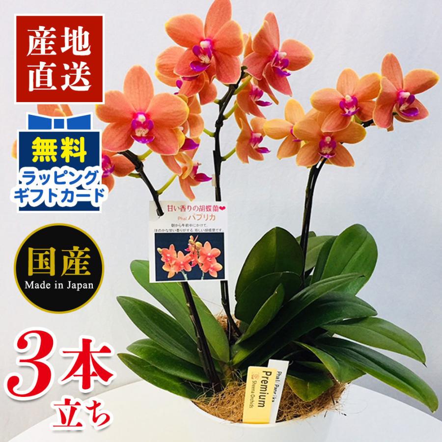 美しい 5 14以降順次出荷 胡蝶蘭 母の日 ミディ胡蝶蘭 パプリカ 5号鉢 3本立ち 胡蝶蘭 ギフト 天祥 ミニ ミディ マイクロ 3本立ち ピンク オープニング大放出セール Nicmosul Org