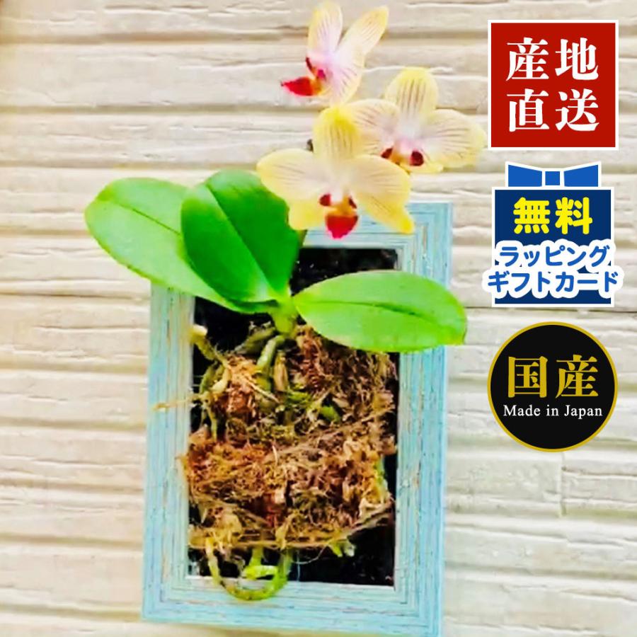 ミニ胡蝶蘭 ギフト 着生胡蝶蘭 制作キット 花芽付き苗 ピンク濃淡 天祥 ミニ胡蝶蘭 ミディ胡蝶蘭 マイクロ胡蝶蘭 ピンク プレゼント 母の日 お祝い 父の日 Siina 600c 人形広場 雛人形 五月人形専門店 通販 Yahoo ショッピング